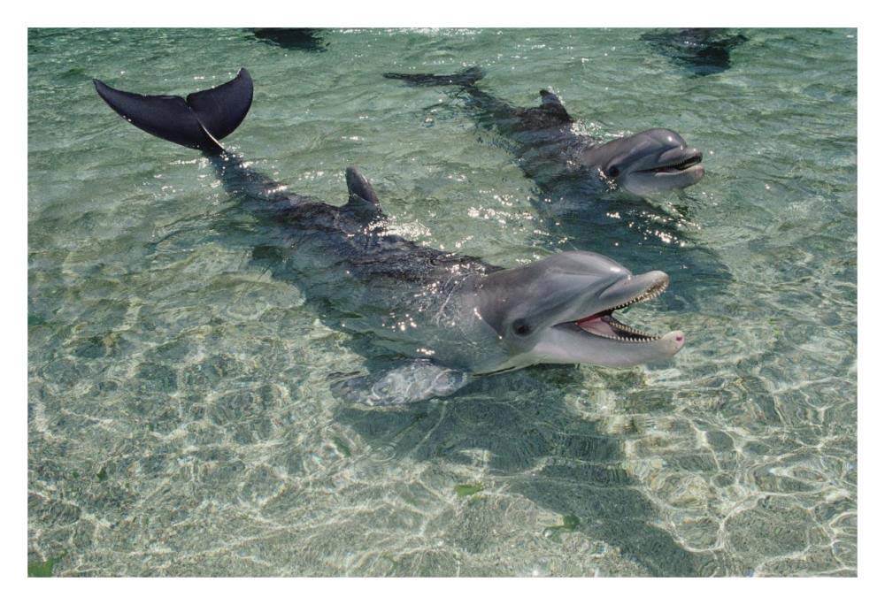 Bottlenose Dolphin pair in shallow lagoon, Waikoloa Hyatt, Hawaii-Paper Art-32x22”