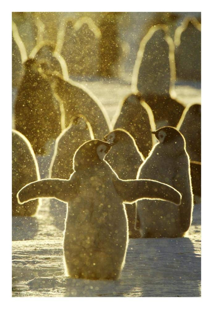 Emperor Penguin chicks, Riiser-Larsen Ice Shelf, Antarctica-Paper Art-18x26”