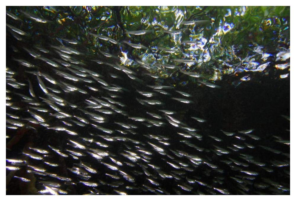 Red Mangrove aerial roots providing shelter for school of small fish, Bastimentos Marine National Park, Bocas del Toro, Panama-Paper Art-50x34”