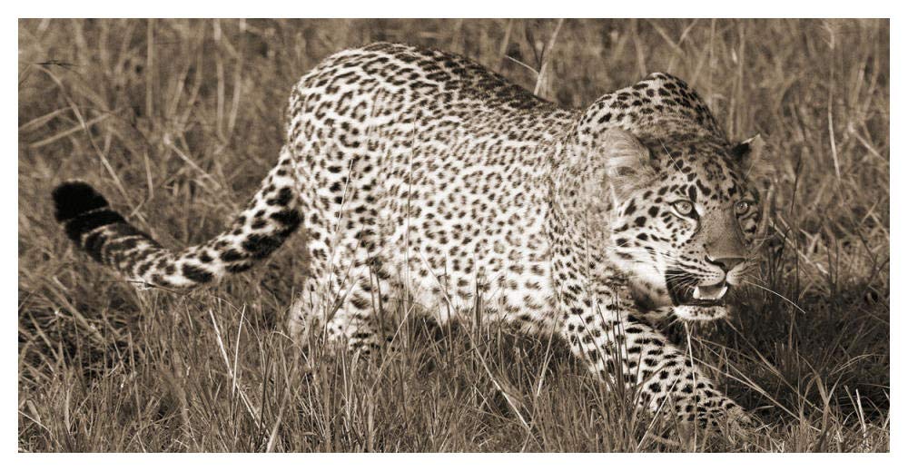 Leopard hunting-Paper Art-50x26”