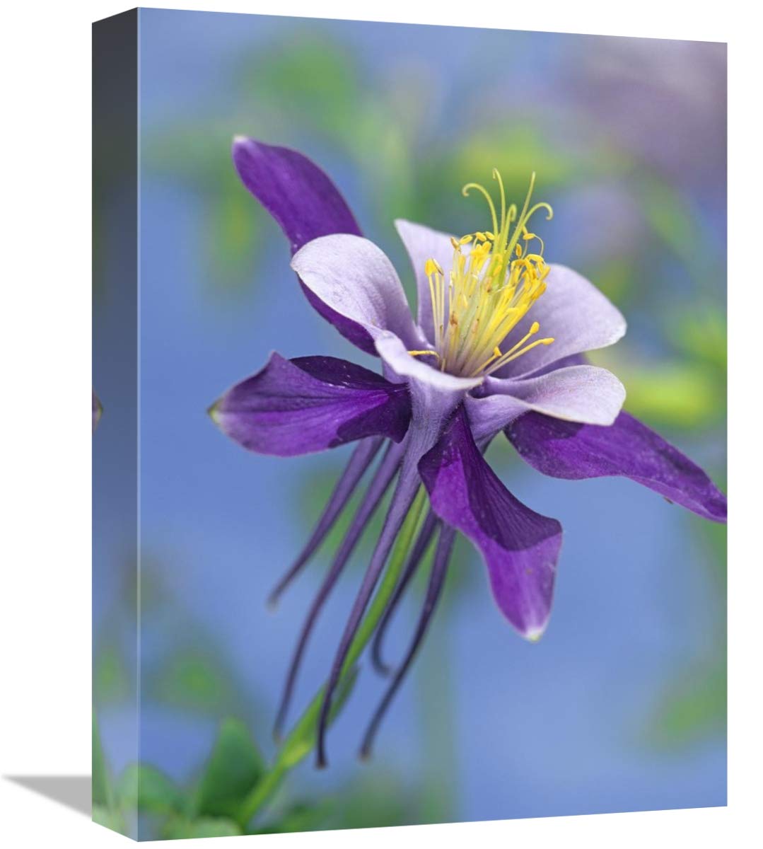 Colorado Blue Columbine close up of bloom, North America-Canvas Art-12x16”