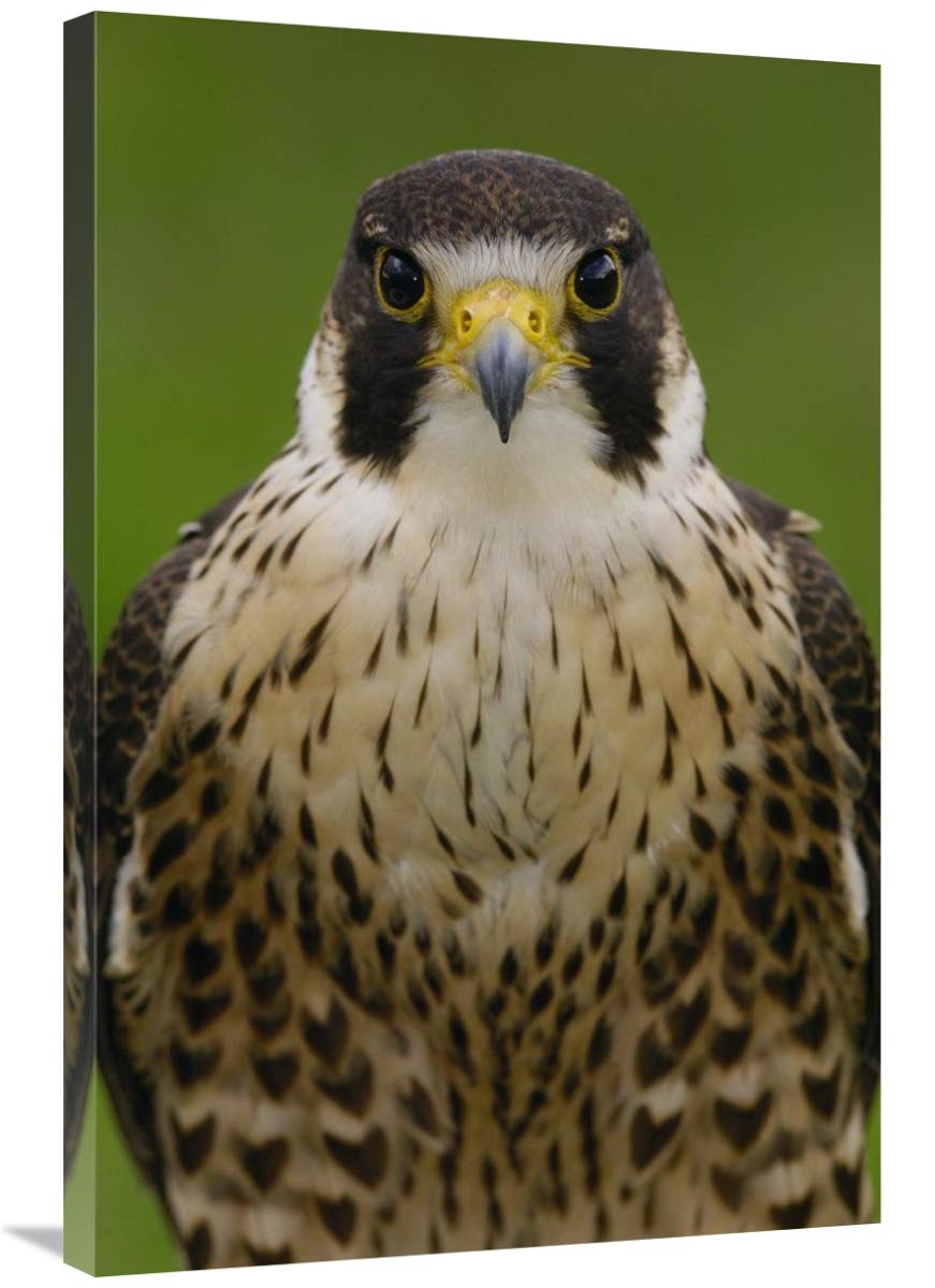 Peregrine Falcon portrait, Ecuador-Canvas Art-24x36”