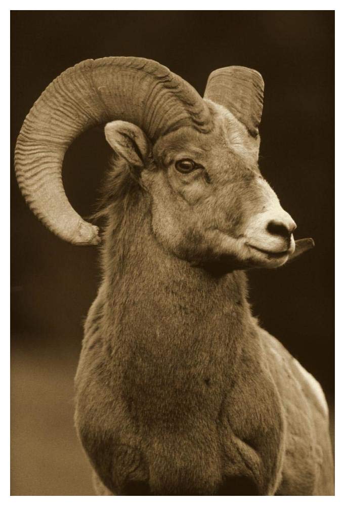 Bighorn Sheep male portrait, Banff National Park, Alberta, Canada - Sepia-Paper Art-38x50”