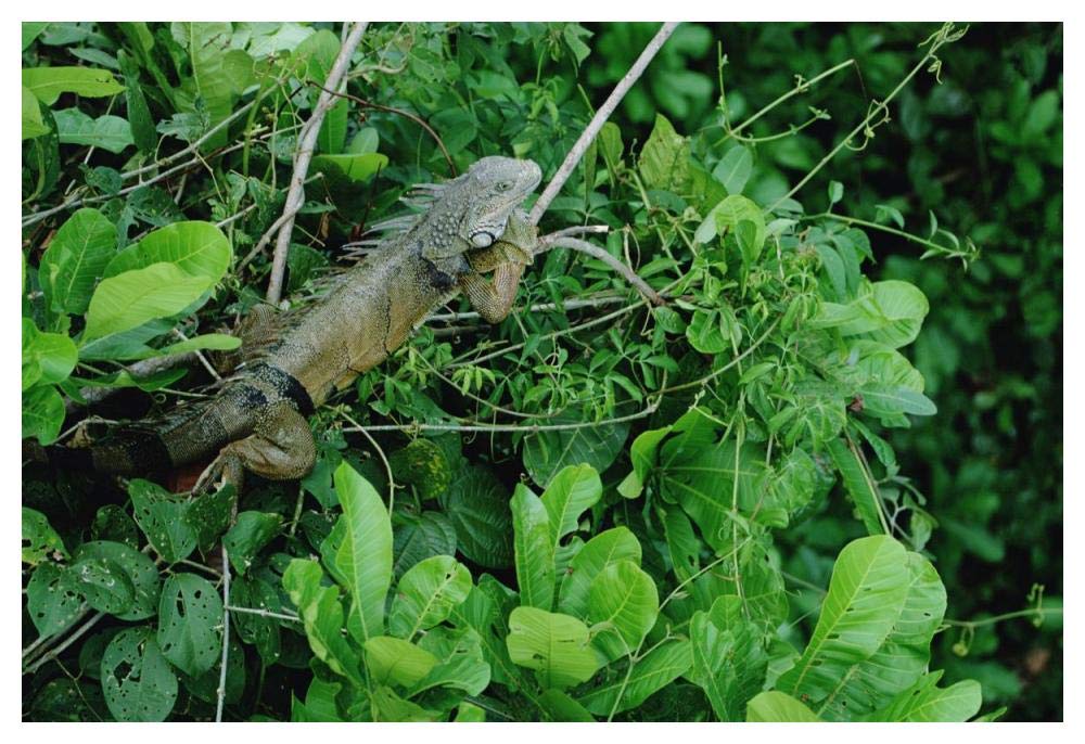 Green Iguana sunning on a branch in rainforest, Panama-Paper Art-50x34”