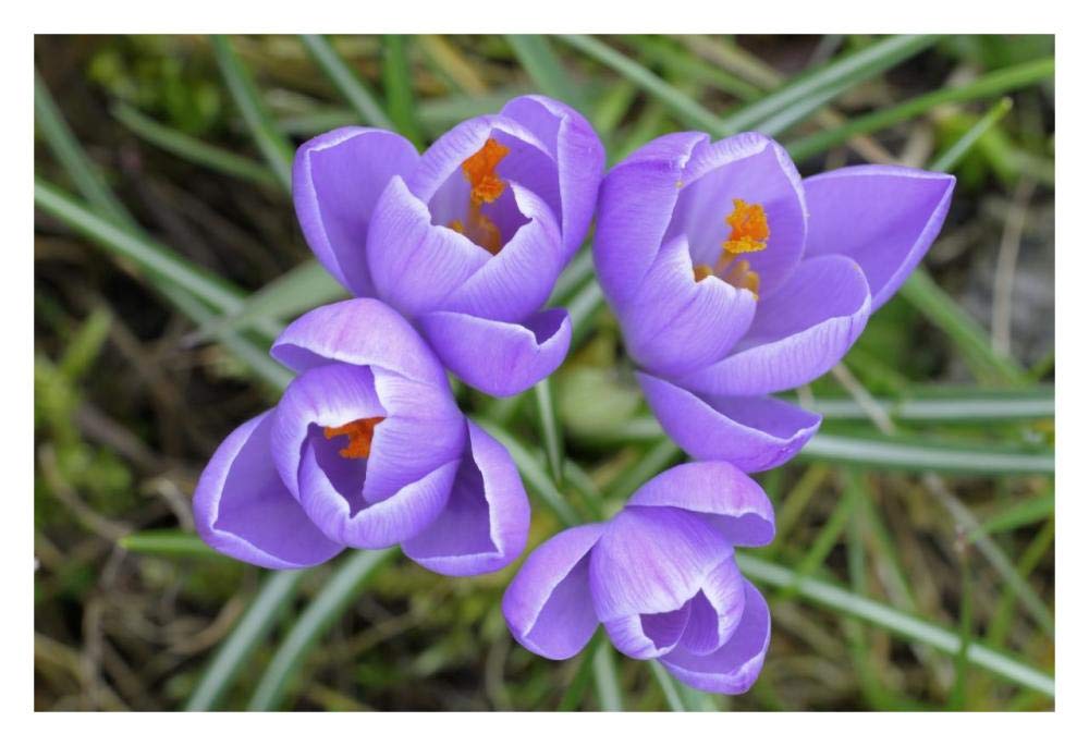 Spring Crocus-Paper Art-32x22”