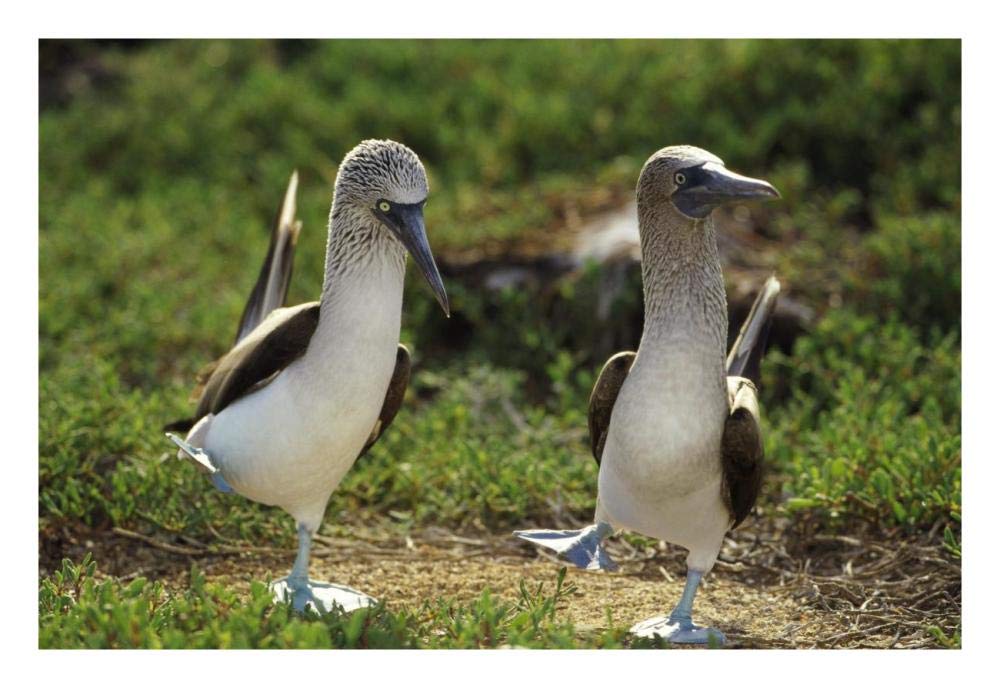 Blue-footed Booby pair performing courtship dance, Seymour Island, Galapagos Islands, Ecuador-Paper Art-26x18”
