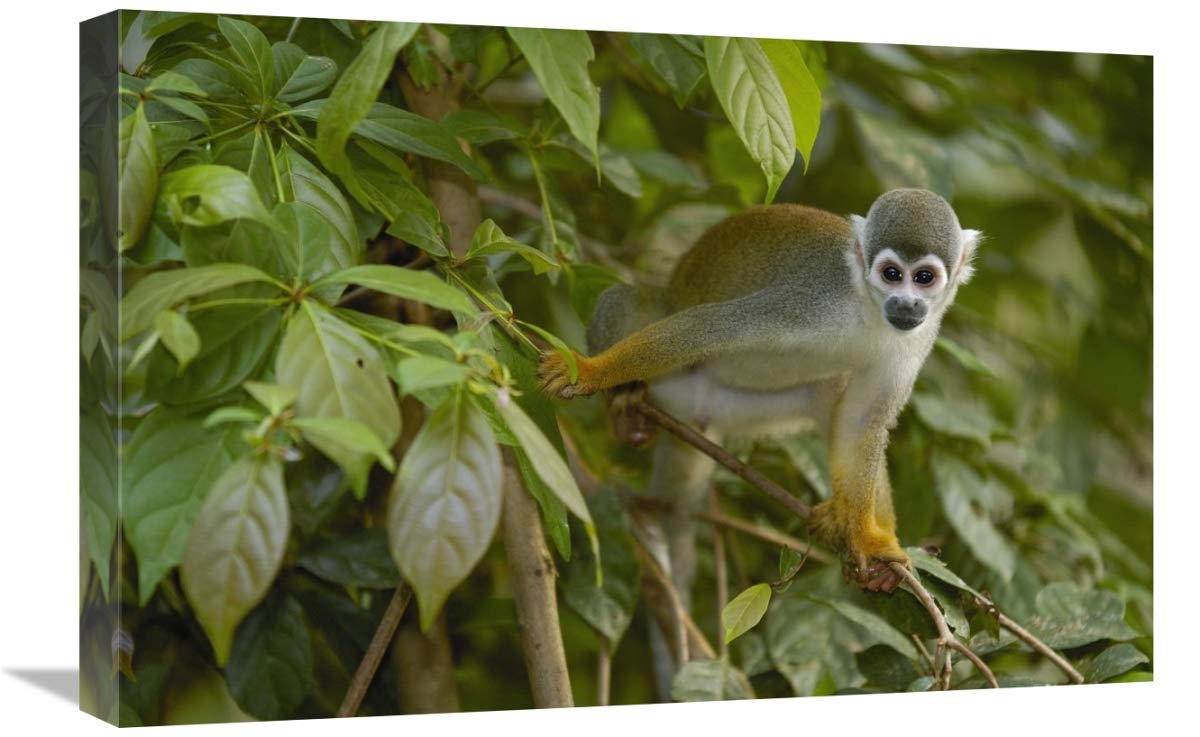 South American Squirrel Monkey in trees, Amazon Rainforest, Ecuador-Canvas Art-24x16”