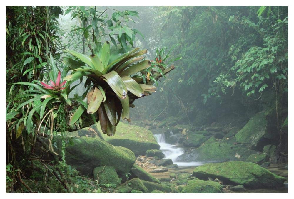 Bromeliads growing along stream in Bocaina National Park, Atlantic Forest, Brazil-Paper Art-50x34”