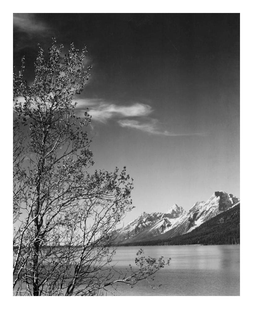 View of mountains with tree in foreground, Grand Teton National Park, Wyoming, 1941-Paper Art-20x24”