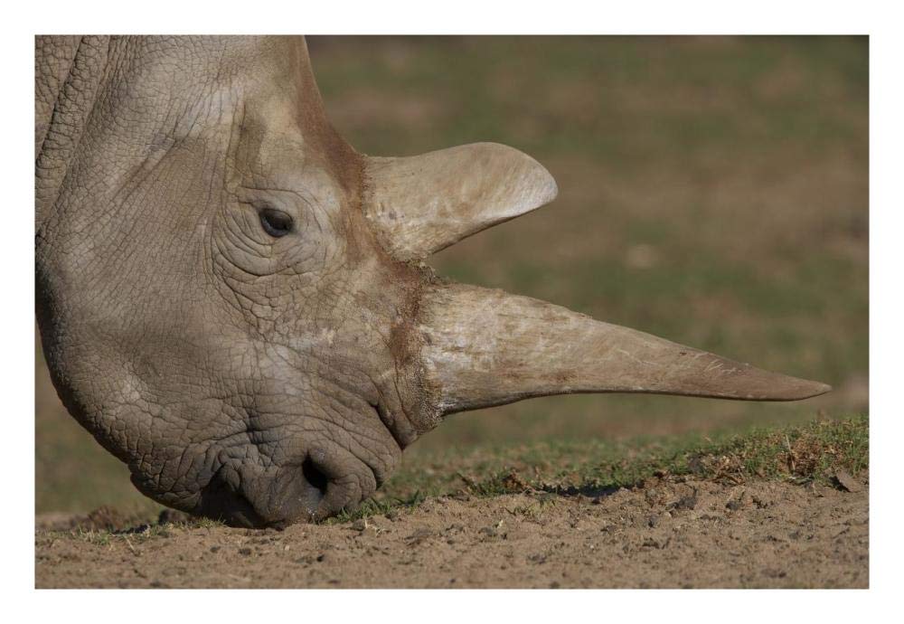 Northern White Rhinoceros grazing, native to Africa-Paper Art-26x18”
