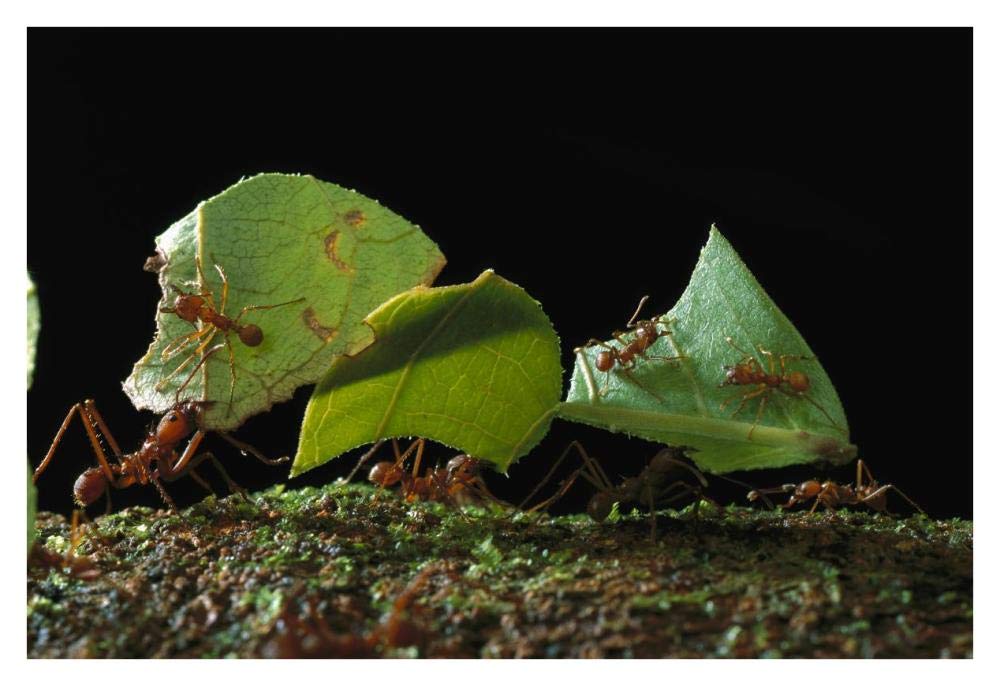 Leafcutter Ant ants taking leaves to nest, French Guiana-Paper Art-38x26”