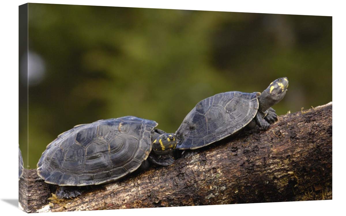 Yellow-spotted Amazon River Turtle pair basking, Amazon, Ecuador-Canvas Art-30x20”