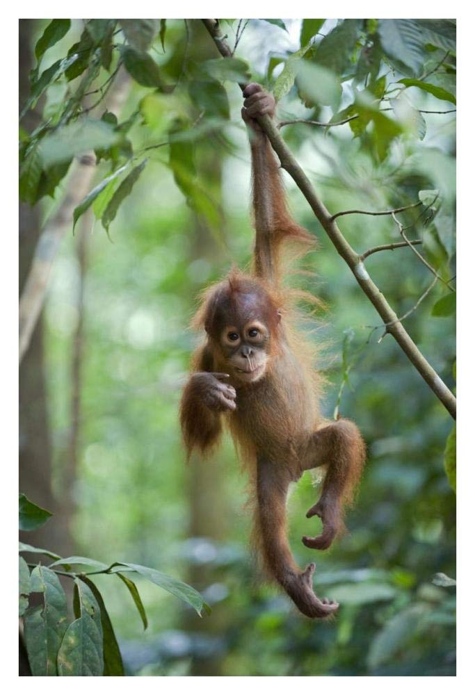 Sumatran Orangutan one and a half year old baby dangling from tree branch, north Sumatra, Indonesia-Paper Art-26x38”
