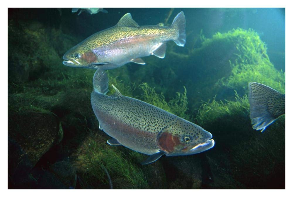 Rainbow Trout pair underwater in Utah-Paper Art-20x14”