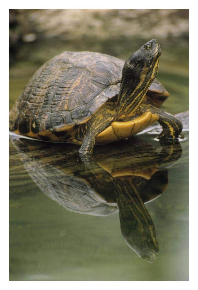 Yellow-bellied Slider turtle, portrait, in water, North America-Paper Art-22x32”
