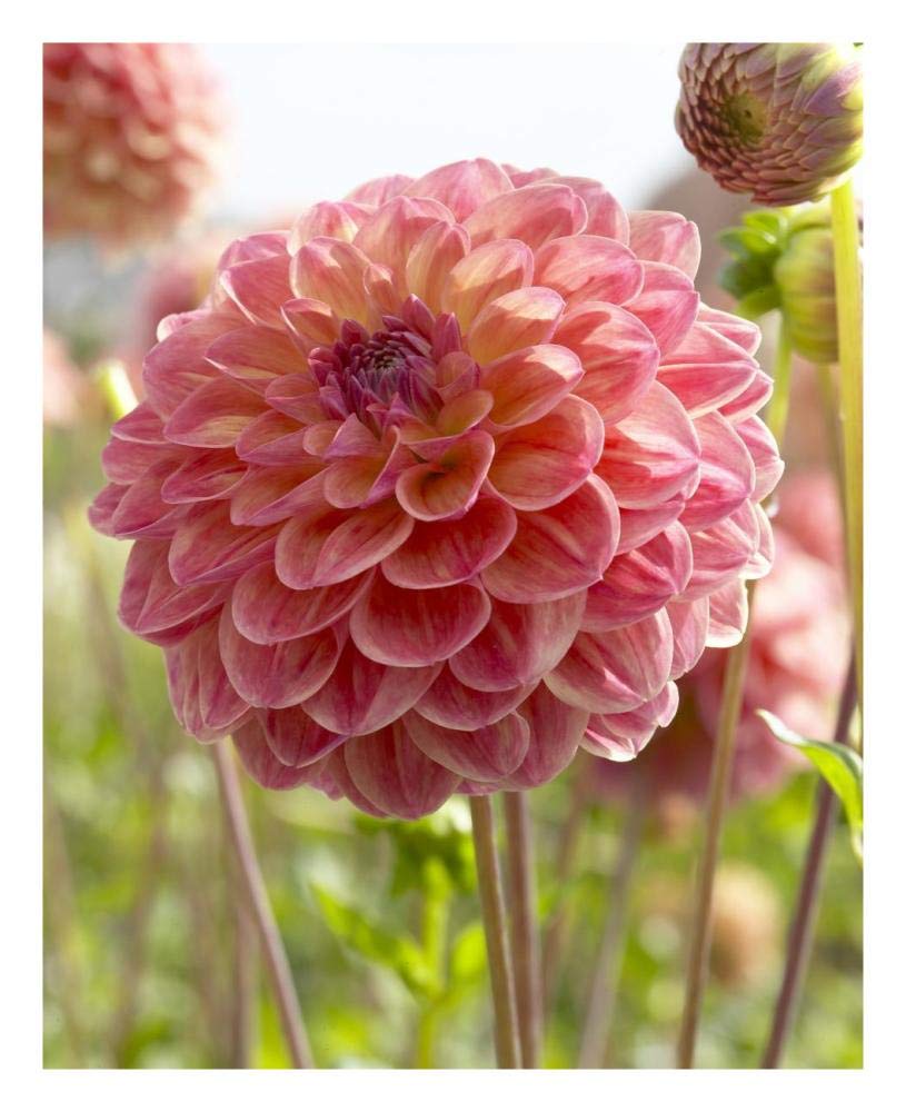 Dahlia hills view jupiter variety flower-Paper Art-22x26”