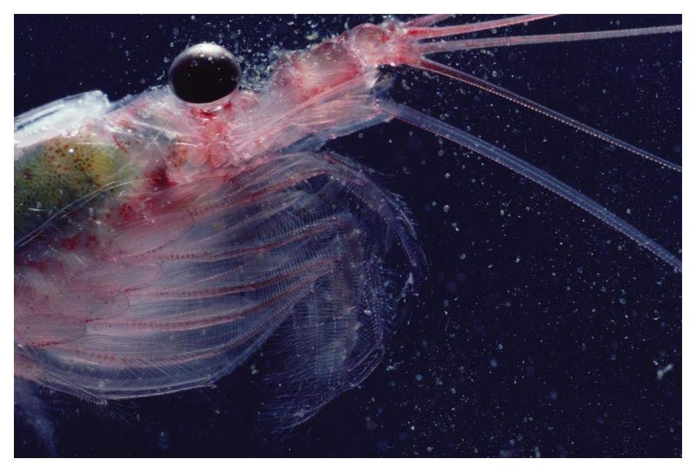 Antarctic Krill, Antarctica-Paper Art-50x34”