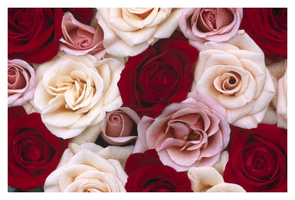Rose flowers, close up of many different colored Roses, North America and Europe-Paper Art-20x14”