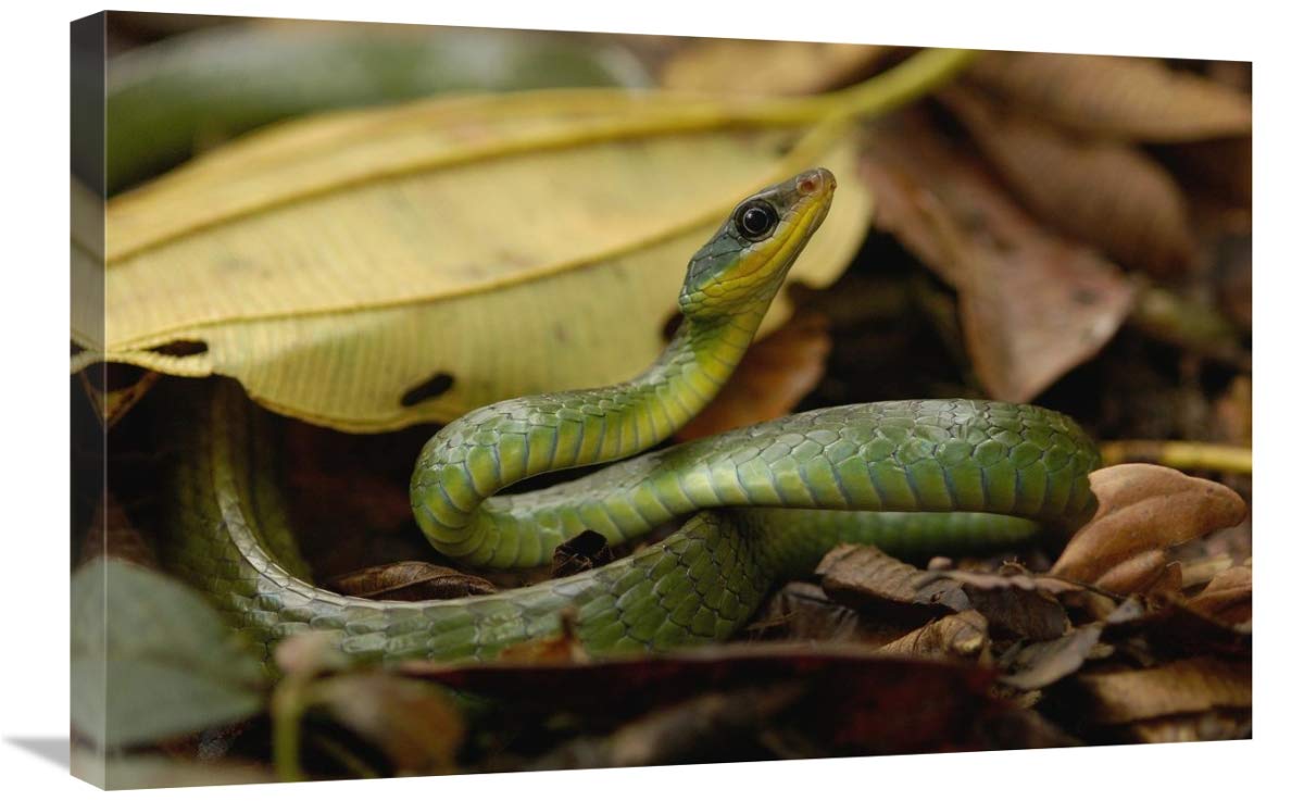 Mountain Sipo coiled among leaf litter, Mindo cloud forest, Ecuador-Canvas Art-30x20”