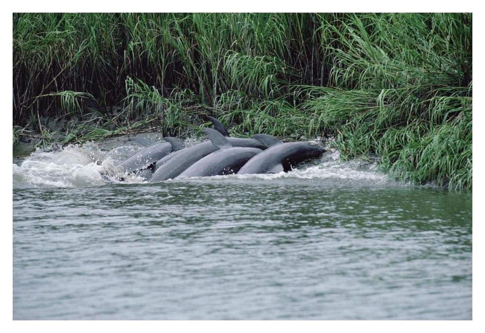 Bottlenose Dolphins catching fish on mud banks, Hilton Head, South Carolina-Paper Art-20x14”