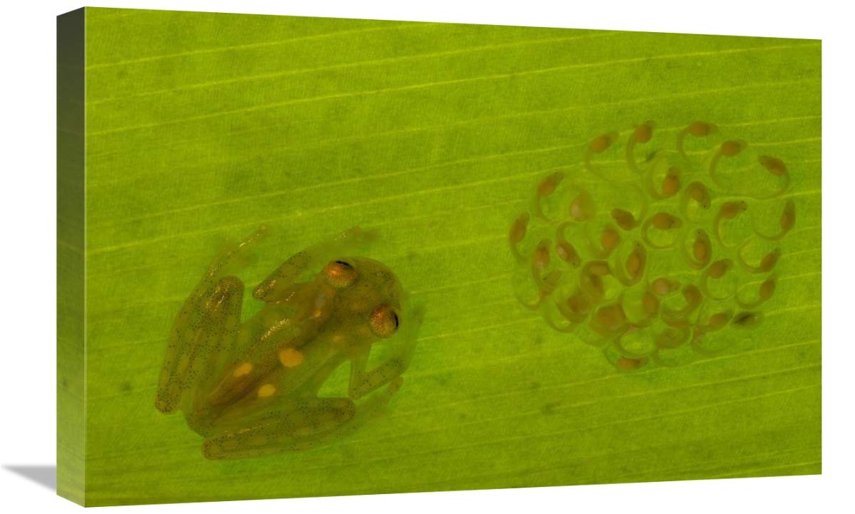 Glass Frog with egg-clutch and tadpoles under leaf, Choco rainforest,  Ecuador-Canvas Art-24x16”