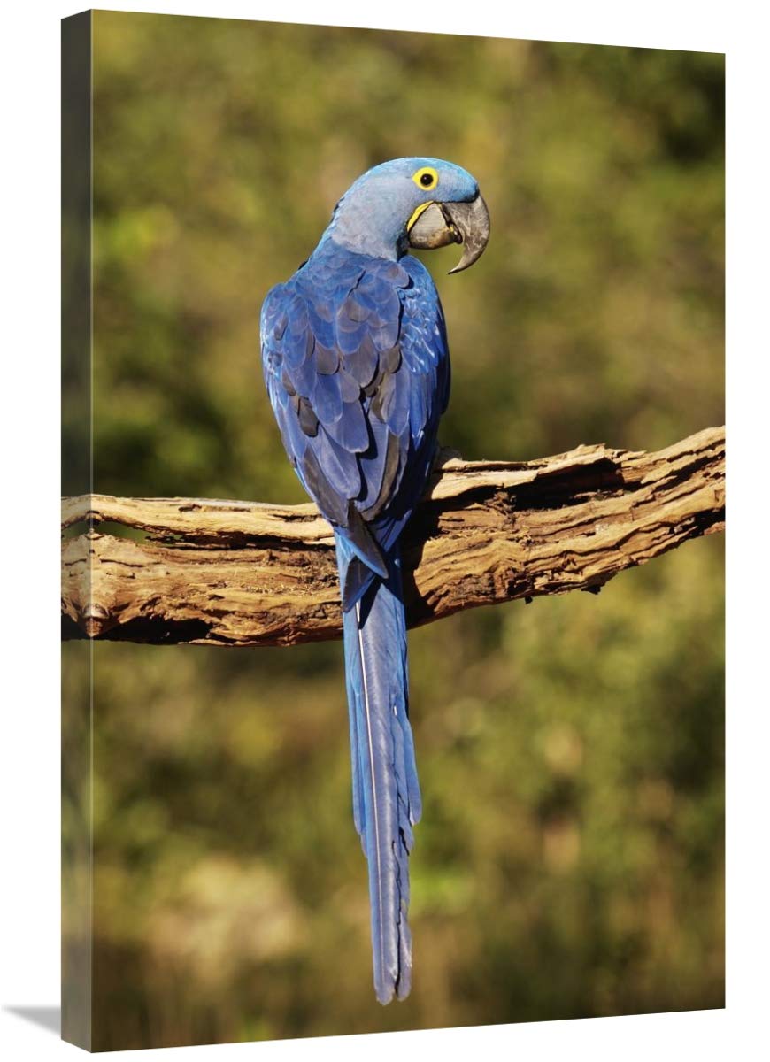 Hyacinth Macaw perched on branch, Cerrado habitat, Piaui State, Brazil-Canvas Art-20x30”