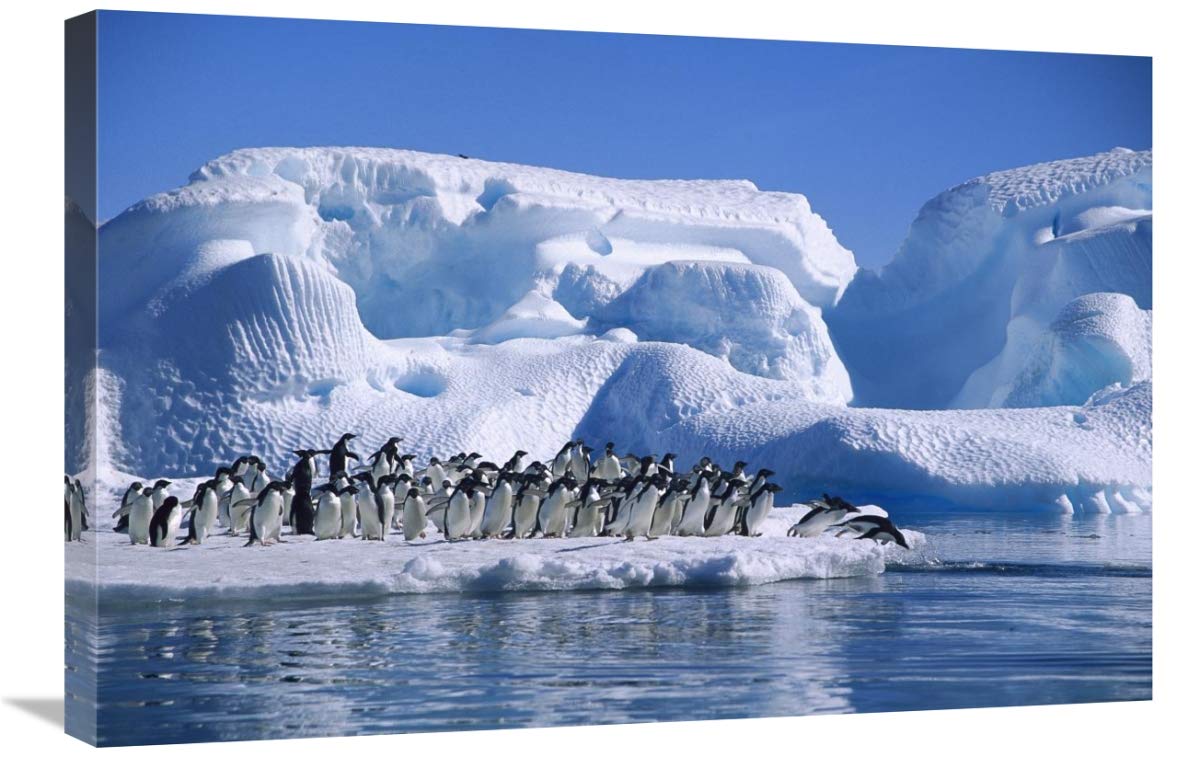 Adelie Penguins diving from icefloe in Hope Bay, Antarctica-Canvas Art-30x20”