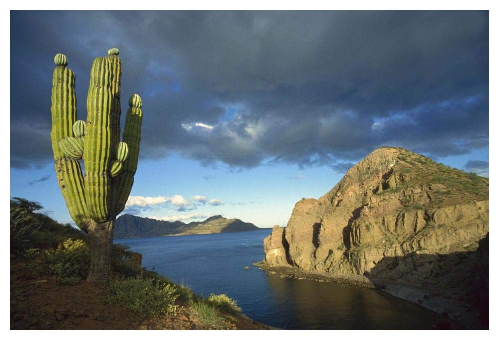 Danzante Island, Sea of Cortez, Baja California, Mexico-Paper Art-50x34”