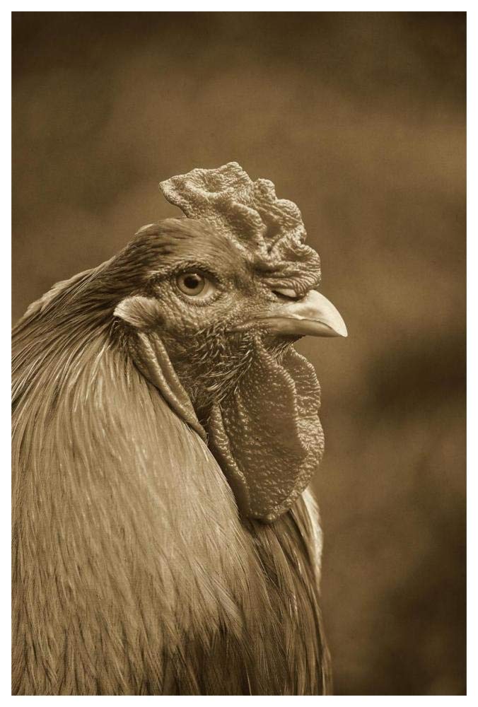 Domestic Chicken, Partridge Brahma, cockerel, close-up of head-Paper Art-42x62”