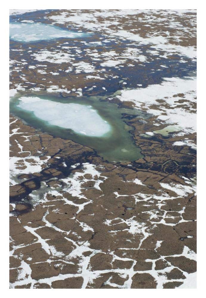 Aerial view of tundra polygons and group of Muskox Arctic National Wildlife Refuge, Alaska-Paper Art-22x32”