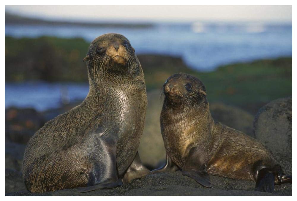 Galapagos Islands Fur Seal cow and pup, Cape Douglas, Galapagos Islands-Paper Art-62x42”