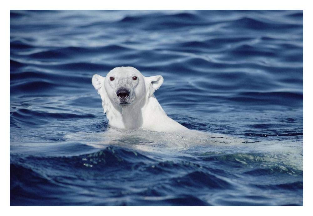 Polar Bear swimming, Baffin Island, Nunavut, Canada-Paper Art-32x22”