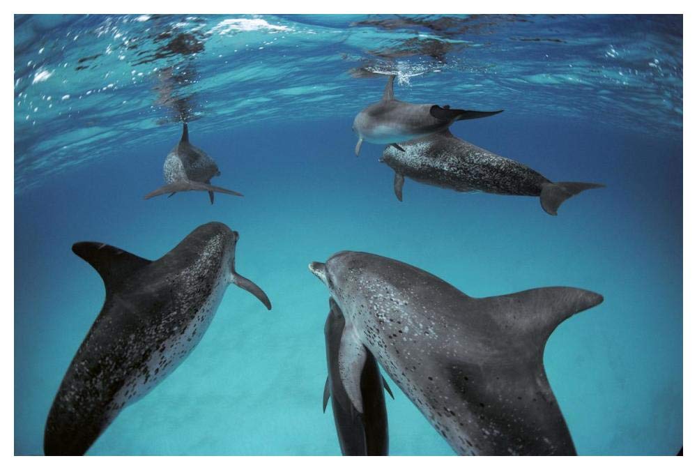 Atlantic Spotted Dolphin, group of adults and juveniles, Bahamas-Paper Art-50x34”