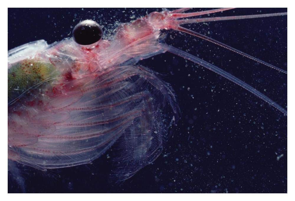 Antarctic Krill, Antarctica-Paper Art-20x14”