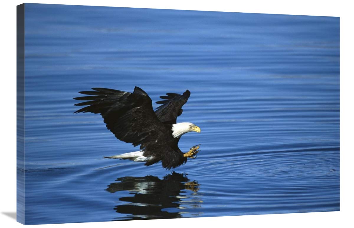 Bald Eagle striking at fish, Kenai Peninsula, Alaska-Canvas Art-36x24”