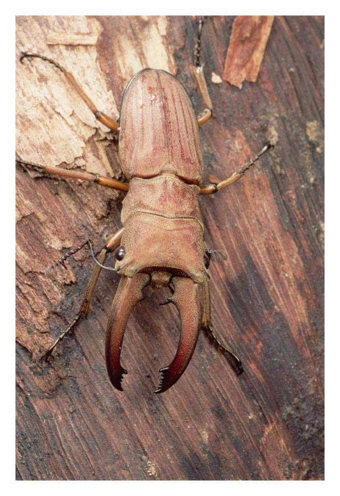 Stag Beetle, Sarawak, Borneo-Paper Art-22x32”