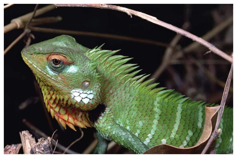Lizard portrait, Sinharaja Biosphere Reserve, Sri Lanka-Paper Art-62x42”