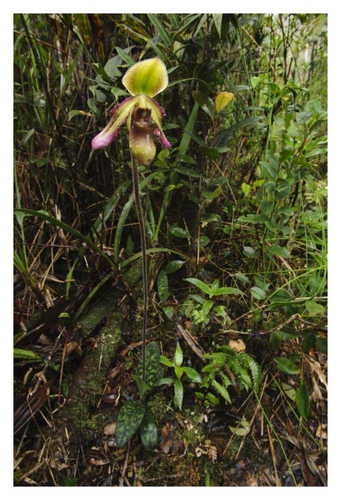 Orchid flower in rainforest, Sabah, Borneo, Malaysia-Paper Art-26x38”