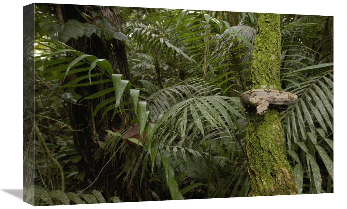Boa Constrictor coiled around a mossy tree trunk in the rainforest, South America-Canvas Art-24x16”