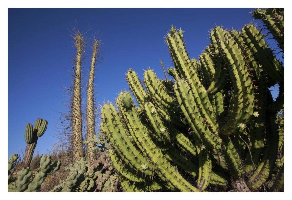 Organ Pipe Cactus, El Vizcaino Biosphere Reserve, Mexico-Paper Art-38x26”