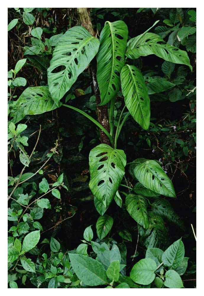 Monstera vine growing at base of tree in rainforest, Panama-Paper Art-14x20”