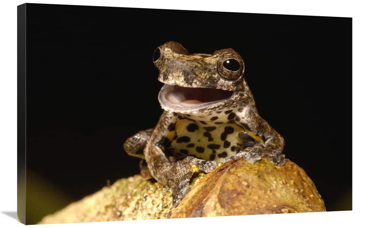 Marbled Tree Frog portrait, Amazon rainforest, Ecuador-Canvas Art-36x24”