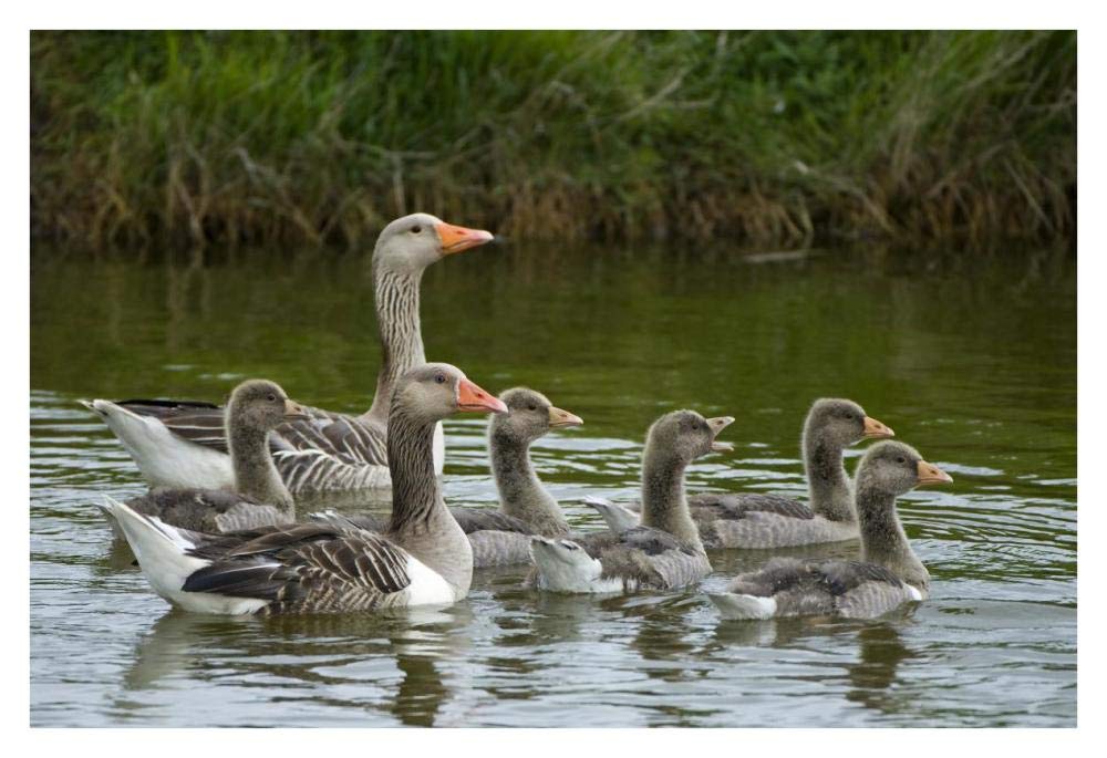 Greylag Goose couple swimming with juveniles, Texel, Netherlands-Paper Art-38x26”