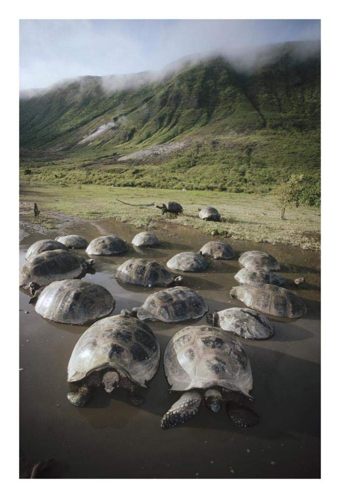 Galapagos Giant Tortoise wallowing in seasonal pool, Alcedo Volcano, Galapagos-Paper Art-18x26”