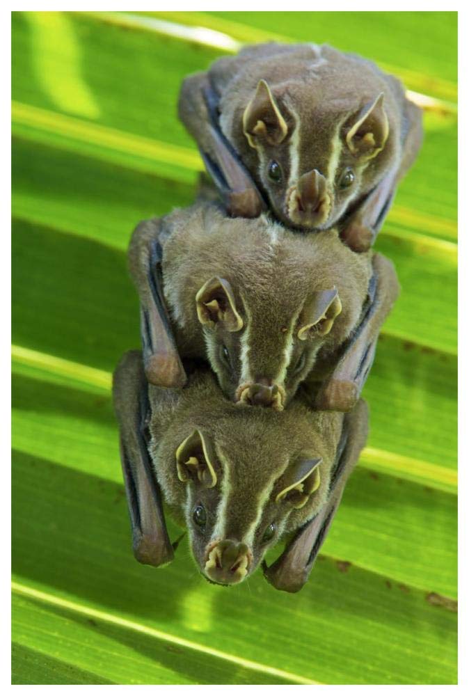 Striped Yellow-eared Bat trio roosting in palm tree, Panama-Paper Art-42x62”