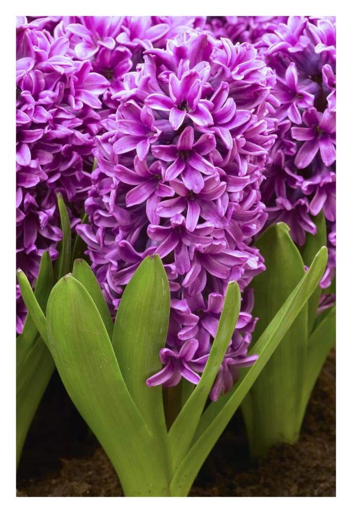 Hyacinth miss saigon variety flowers-Paper Art-22x32”