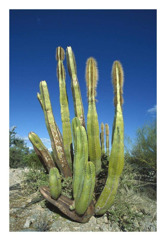Old Man Cactus in Sonoran desert landscape, Baja California, Mexico-Paper Art-18x26”