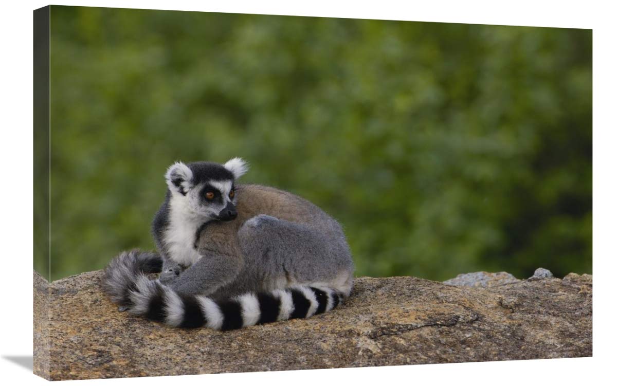 Ring-tailed Lemur resting on rocks in the Andringitra Mountains, Madagascar-Canvas Art-30x20”