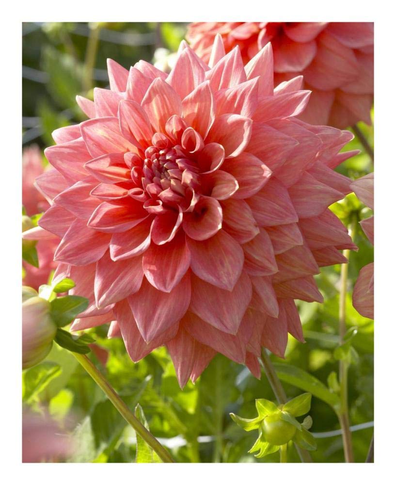 Dahlia beverly fly variety flower-Paper Art-18x22”