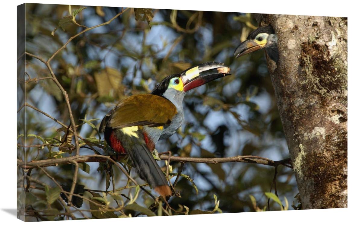 Plate-billed Mountain Toucanfeeding young, Andes Mountains, Ecuador-Canvas Art-36x24”